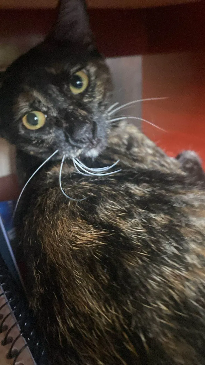 Gato ra a SRD-ViraLata idade 7 a 11 meses nome Toscana