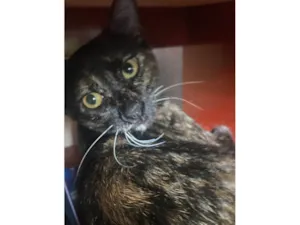 Gato raça SRD-ViraLata idade 7 a 11 meses nome Toscana
