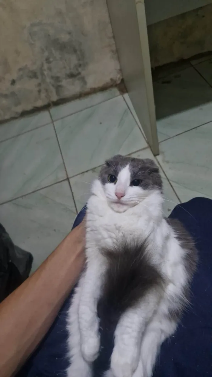 Gato ra a SRD-ViraLata idade 7 a 11 meses nome Campeira