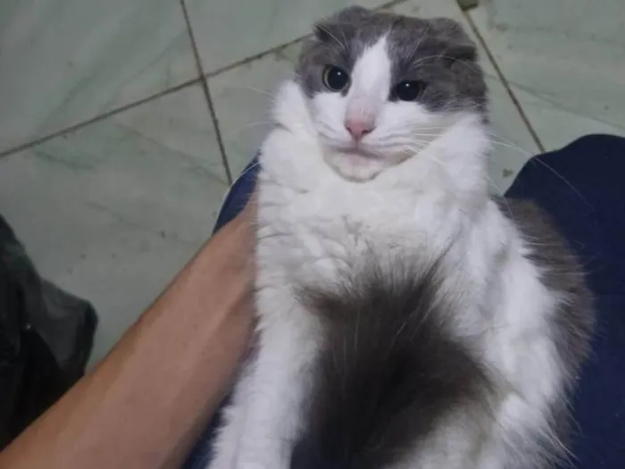 Gato ra a SRD-ViraLata idade 7 a 11 meses nome Campeira