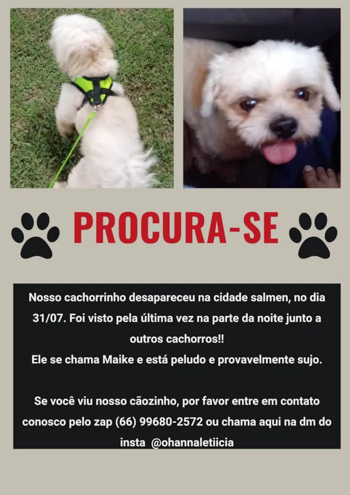 Cachorro ra a Shitzu idade 5 anos nome Maike