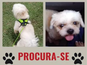 Cachorro raça Shitzu idade 5 anos nome Maike
