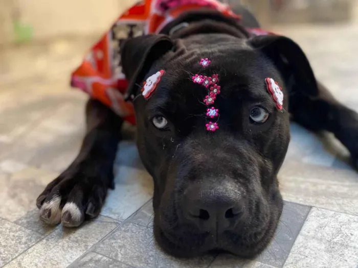 Cachorro ra a SRD-ViraLata idade 2 anos nome Bonnie