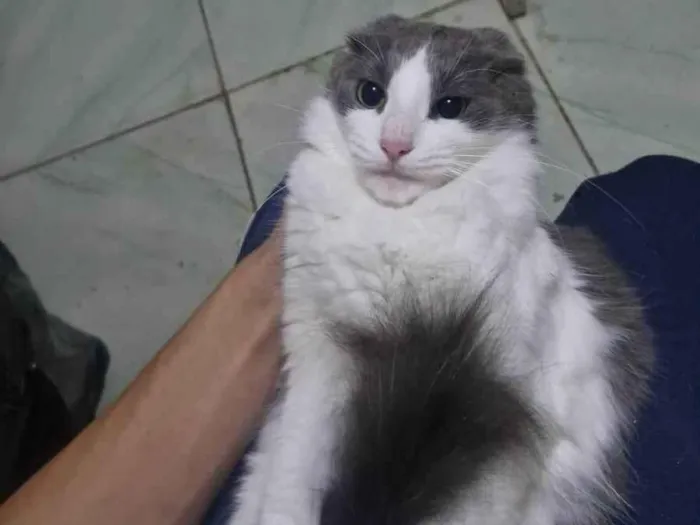 Gato ra a SRD-ViraLata idade 7 a 11 meses nome Campeira