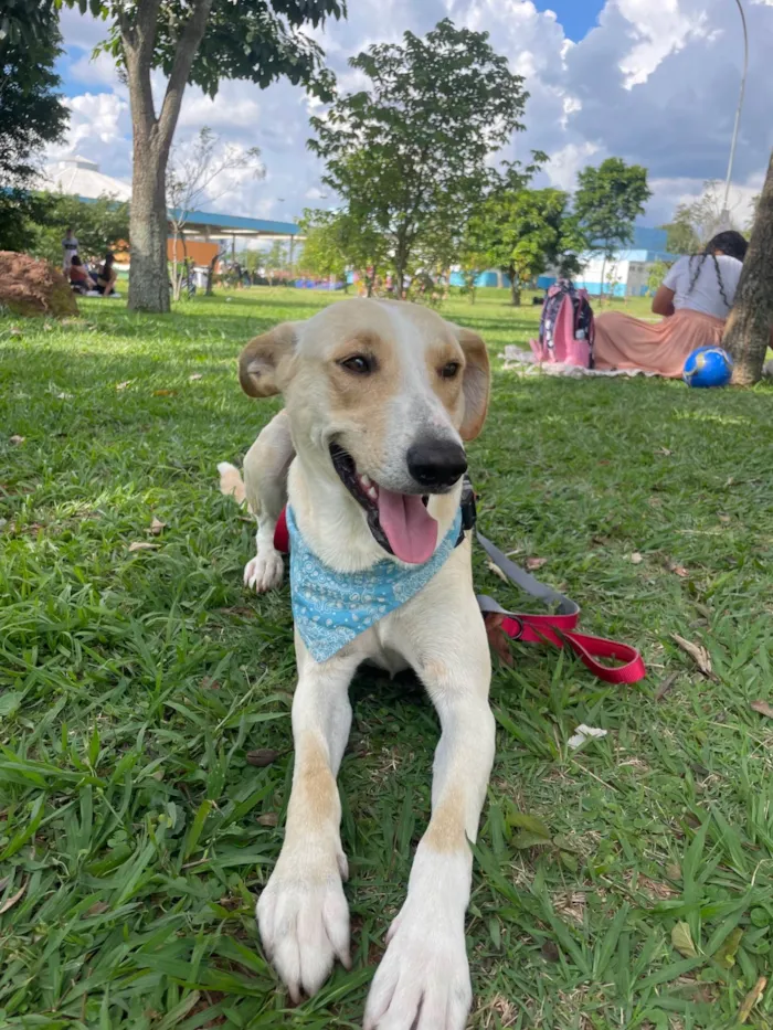 Cachorro ra a SRD-ViraLata idade 2 anos nome Apollo