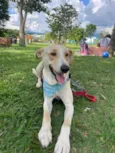 Apollo