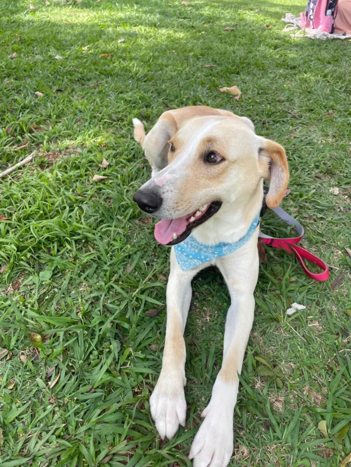 Cachorro ra a SRD-ViraLata idade 2 anos nome Apollo