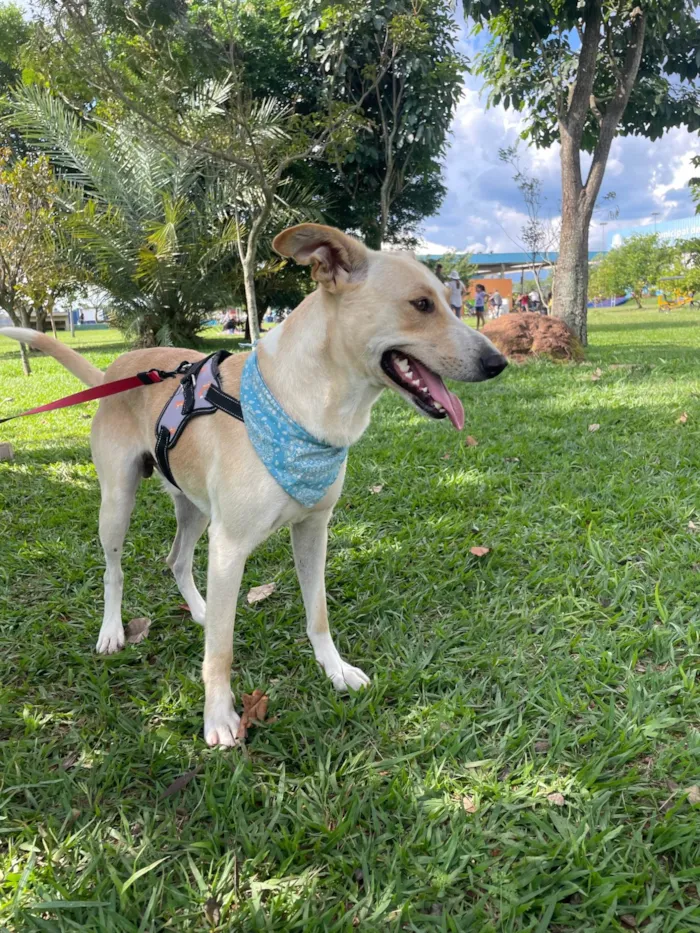 Cachorro ra a SRD-ViraLata idade 2 anos nome Apollo