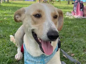 Cachorro raça SRD-ViraLata idade 2 anos nome Apollo