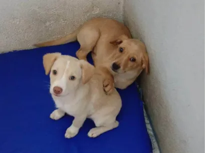 Cachorro raça SRD-ViraLata idade Abaixo de 2 meses nome Mel e Max