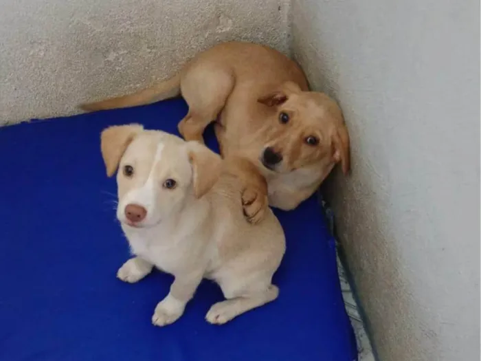 Cachorro ra a SRD-ViraLata idade Abaixo de 2 meses nome Mel e Max