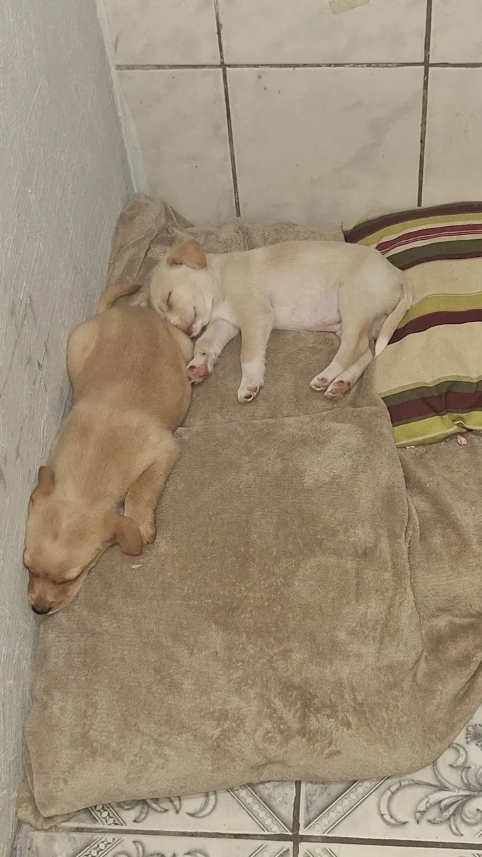 Cachorro ra a SRD-ViraLata idade Abaixo de 2 meses nome Mel e Max
