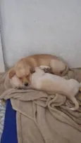 Mel e Max