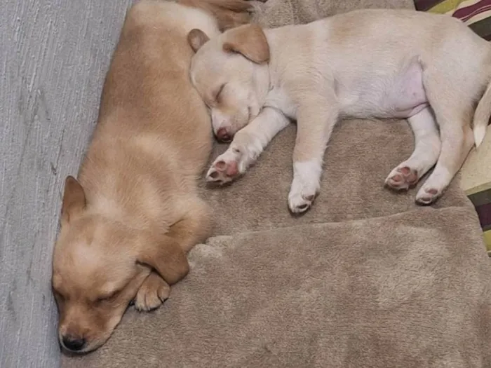 Cachorro ra a SRD-ViraLata idade Abaixo de 2 meses nome Mel e Max