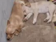 Mel e Max
