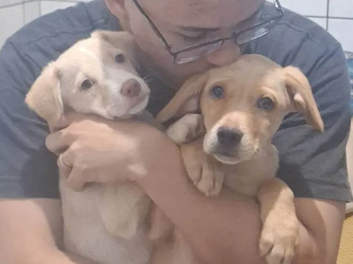 Cachorro ra a SRD-ViraLata idade Abaixo de 2 meses nome Mel e Max