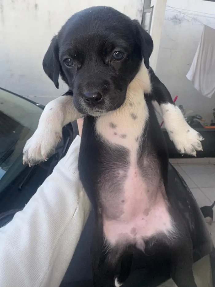 Cachorro ra a SRD-ViraLata idade 2 a 6 meses nome Lindos filhotinhos ????