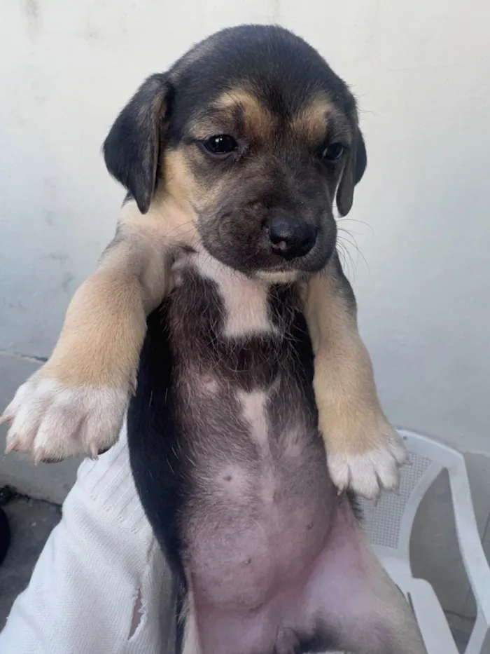 Cachorro ra a SRD-ViraLata idade 2 a 6 meses nome Lindos filhotinhos ????