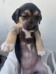 Lindos filhotinhos ????