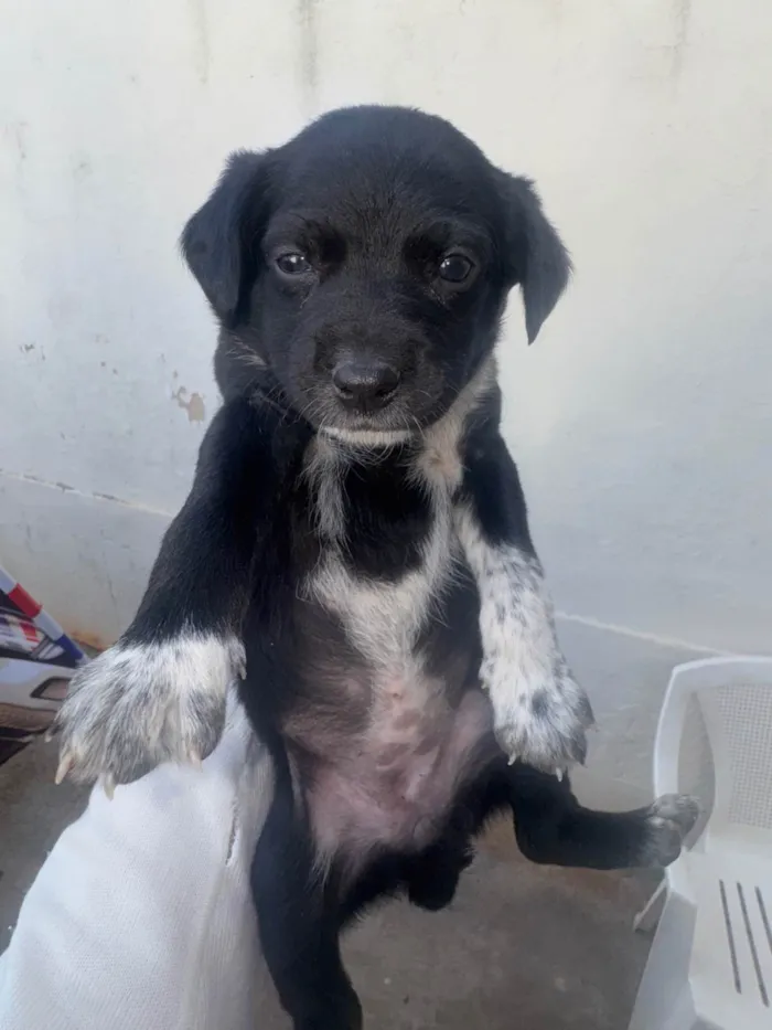 Cachorro ra a SRD-ViraLata idade 2 a 6 meses nome Lindos filhotinhos ????