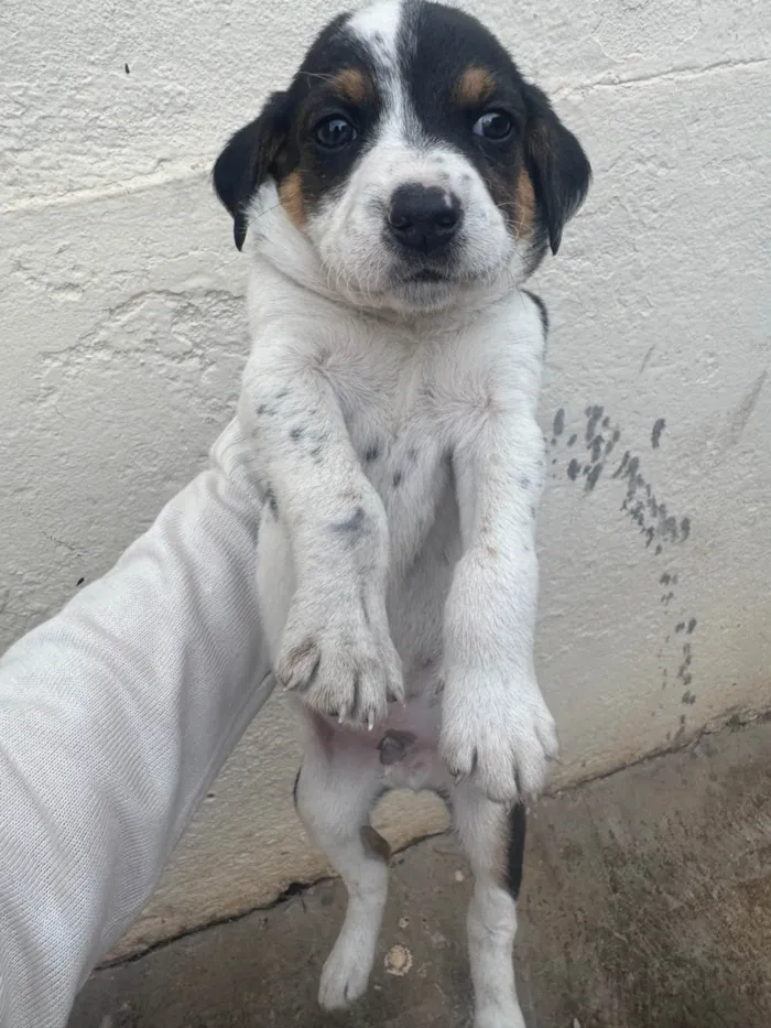 Cachorro ra a SRD-ViraLata idade 2 a 6 meses nome Lindos filhotinhos ????