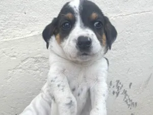 Cachorro raça SRD-ViraLata idade 2 a 6 meses nome Lindos filhotinhos ????