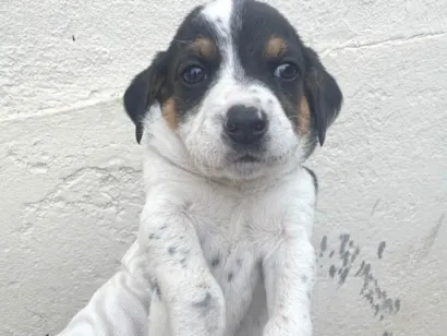 Cachorro raça SRD-ViraLata idade 2 a 6 meses nome Lindos filhotinhos ????