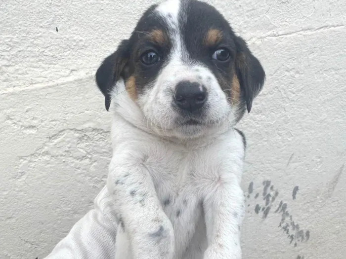 Cachorro ra a SRD-ViraLata idade 2 a 6 meses nome Lindos filhotinhos ????