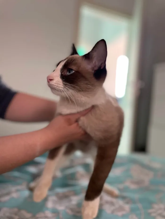 Gato ra a Siamês idade 1 ano nome Sem nome