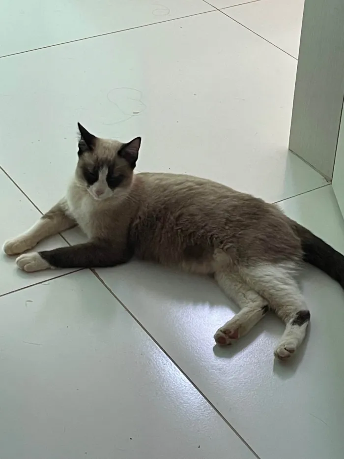 Gato ra a Siamês idade 1 ano nome Sem nome