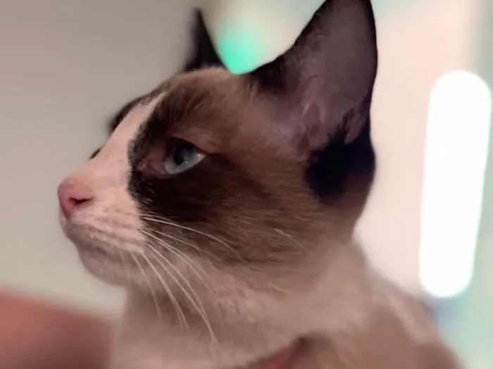 Gato ra a Siamês idade 1 ano nome Sem nome