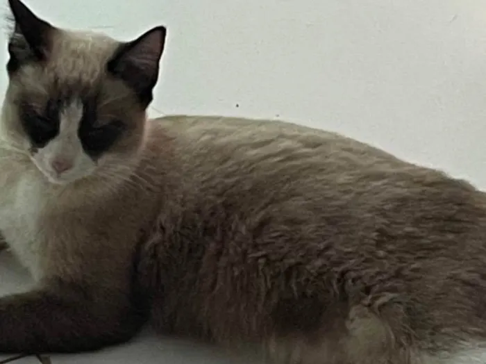 Gato ra a Siamês idade 1 ano nome Sem nome
