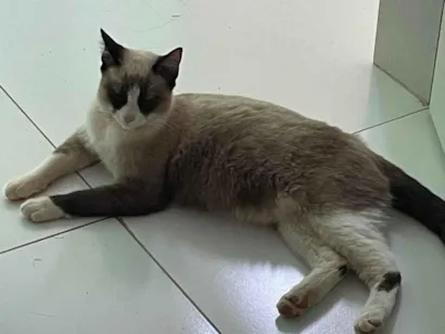 Gato raça Siamês idade 1 ano nome Sem nome