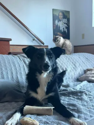 Cachorro raça Boder Collie idade 1 ano nome Roulfee