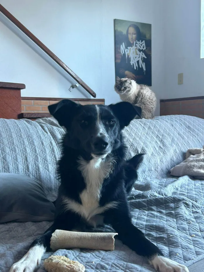 Cachorro ra a Boder Collie idade 1 ano nome Roulfee