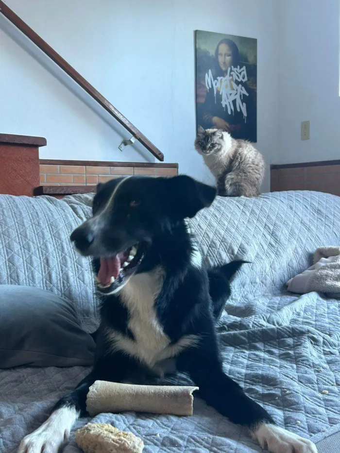 Cachorro ra a Boder Collie idade 1 ano nome Roulfee