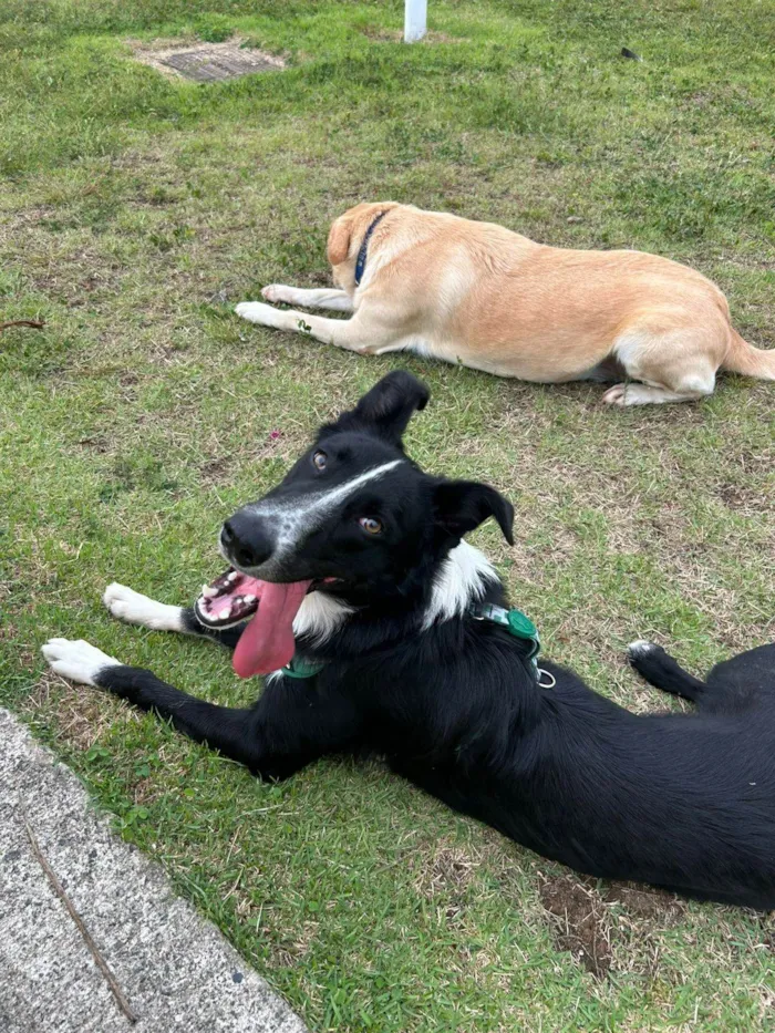 Cachorro ra a Boder Collie idade 1 ano nome Roulfee