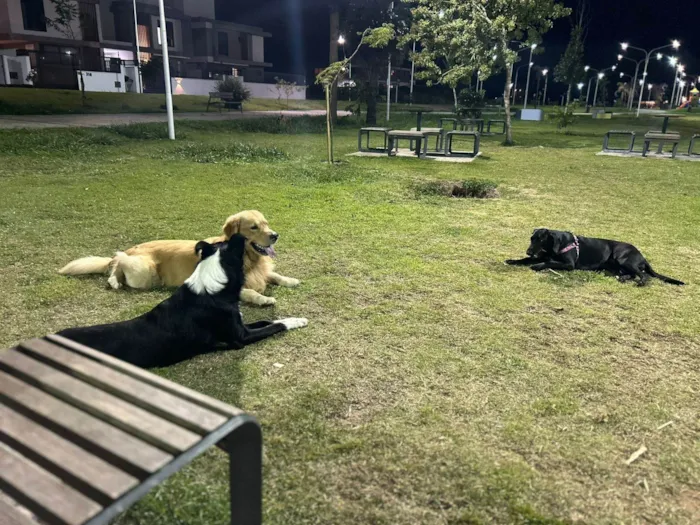 Cachorro ra a Boder Collie idade 1 ano nome Roulfee