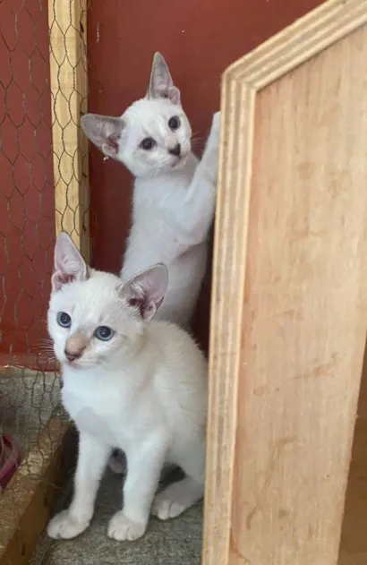 Gato raça SRD-ViraLata idade 2 a 6 meses nome Irmãos coragem 