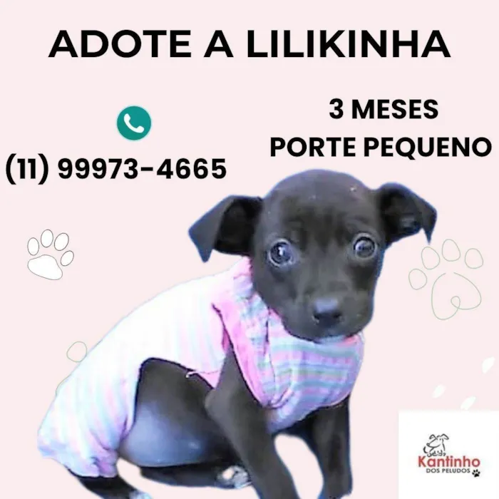 Cachorro ra a SRD-ViraLata idade 2 a 6 meses nome Lilikinha 