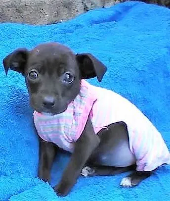 Cachorro ra a SRD-ViraLata idade 2 a 6 meses nome Lilikinha 