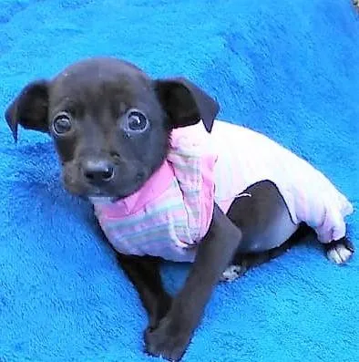 Cachorro ra a SRD-ViraLata idade 2 a 6 meses nome Lilikinha 