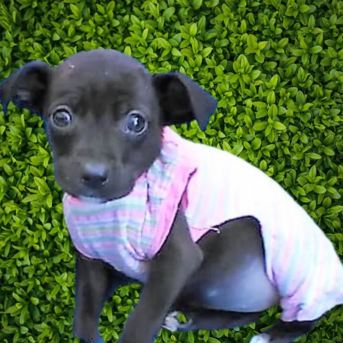 Cachorro ra a SRD-ViraLata idade 2 a 6 meses nome Lilikinha 