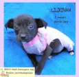 Lilikinha