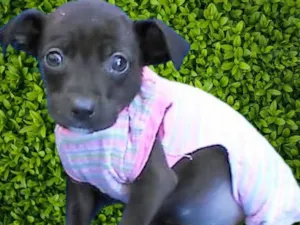 Cachorro raça SRD-ViraLata idade 2 a 6 meses nome Lilikinha 