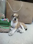 Amora 
