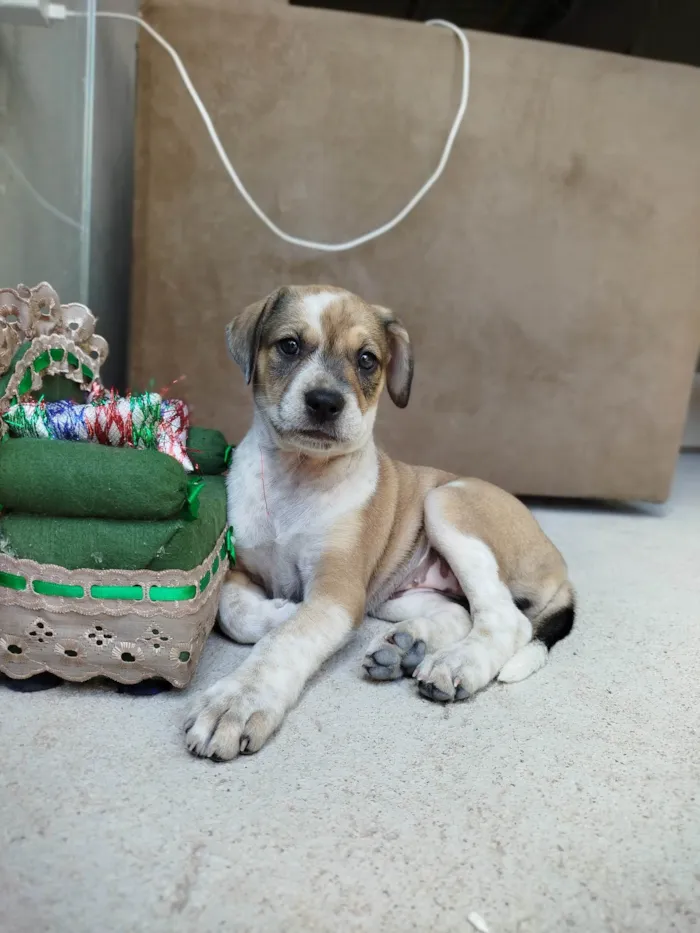 Cachorro ra a SRD-ViraLata idade 2 a 6 meses nome Amora 