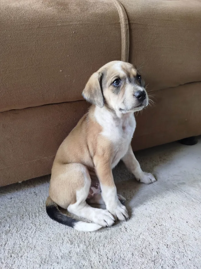 Cachorro ra a SRD-ViraLata idade 2 a 6 meses nome Amora 
