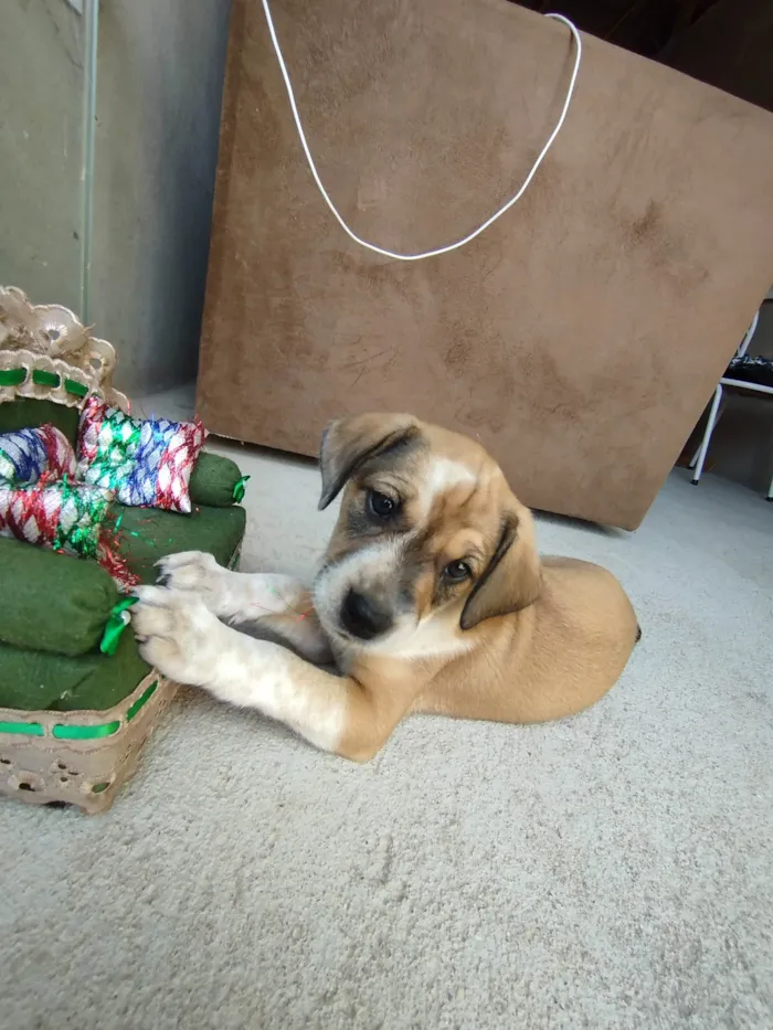 Cachorro ra a SRD-ViraLata idade 2 a 6 meses nome Amora 