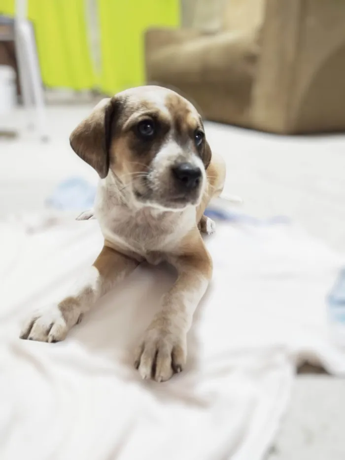 Cachorro ra a SRD-ViraLata idade 2 a 6 meses nome Amora 